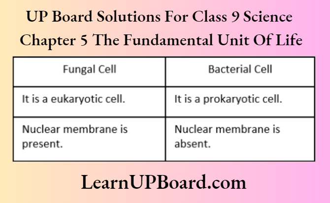UP Board Solutions For Class 9 Science Chapter 5 The Fundamental Unit Of Life Differences Between Fungal Cell And Bacterial Cell