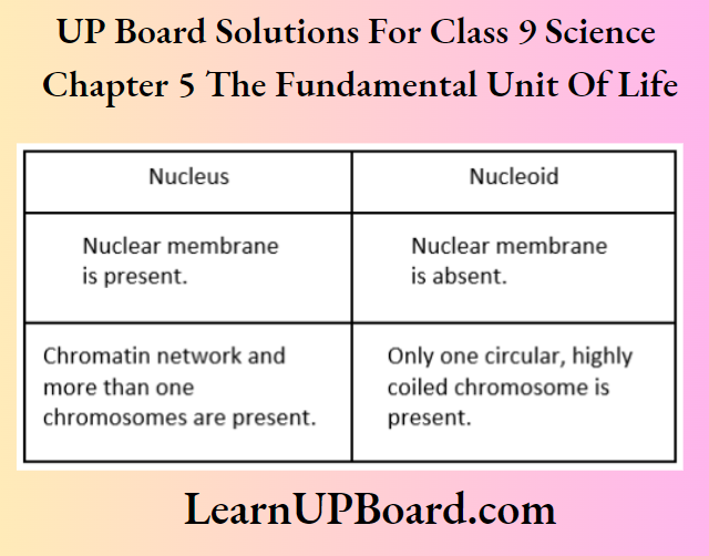 UP Board Solutions For Class 9 Science Chapter 5 The Fundamental Unit Of Life Differences Between Nucleus And Nucleoid
