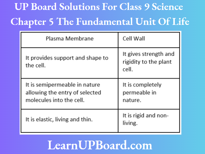 UP Board Solutions For Class 9 Science Chapter 5 The Fundamental Unit Of Life Differences Between Plasma Membrane And Cell Wall