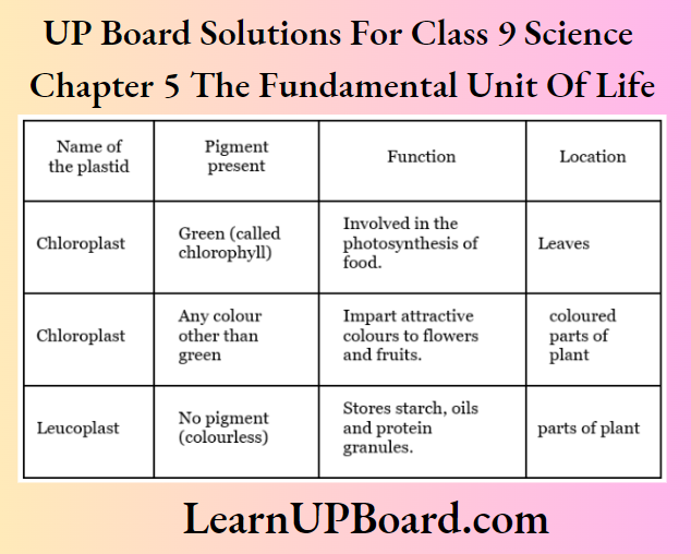 UP Board Solutions For Class 9 Science Chapter 5 The Fundamental Unit Of Life Plastids Are Found Only In Plant Cells